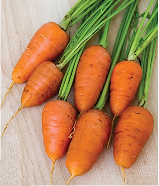 Caracas Hybrid Carrot